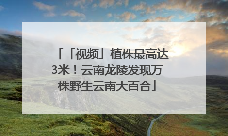 「视频」植株最高达3米！云南龙陵发现万株野生云南大百合