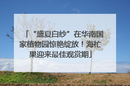 “盛夏白纱”在华南国家植物园惊艳绽放！海杧果迎来最佳观赏期