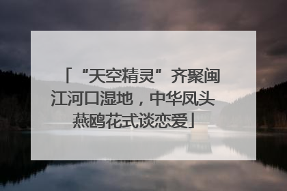 “天空精灵”齐聚闽江河口湿地，中华凤头燕鸥花式谈恋爱
