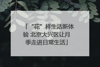 “花”样生活新体验 北京大兴区让月季走进日常生活