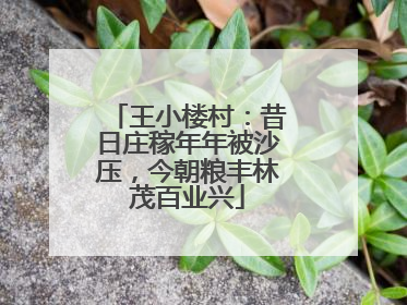 王小楼村：昔日庄稼年年被沙压，今朝粮丰林茂百业兴