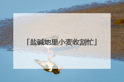 盐碱地里小麦收割忙