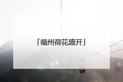 福州荷花盛开