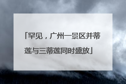 罕见，广州一景区并蒂莲与三蒂莲同时盛放