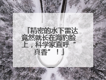 精密的水下雷达竟然就长在海豹脸上，科学家直呼“真香”！
