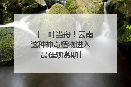 一叶当舟！云南这种神奇植物进入最佳观赏期