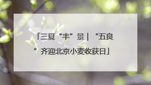 三夏“丰”景｜“五良”齐迎北京小麦收获日