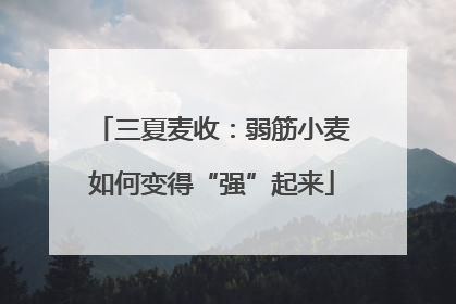 三夏麦收：弱筋小麦如何变得“强”起来
