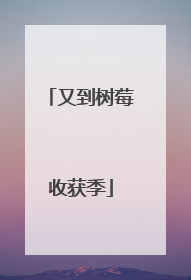 又到树莓收获季