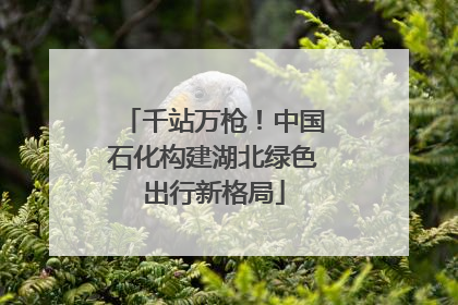 千站万枪！中国石化构建湖北绿色出行新格局