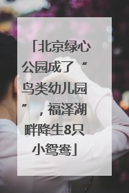 北京绿心公园成了“鸟类幼儿园”，福泽湖畔降生8只小鸳鸯