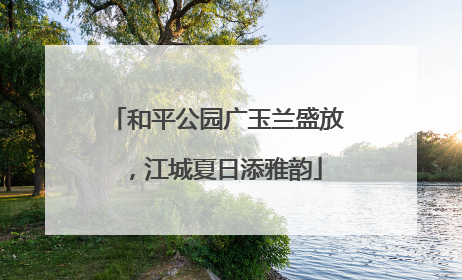 和平公园广玉兰盛放，江城夏日添雅韵