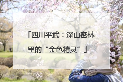 四川平武：深山密林里的“金色精灵”