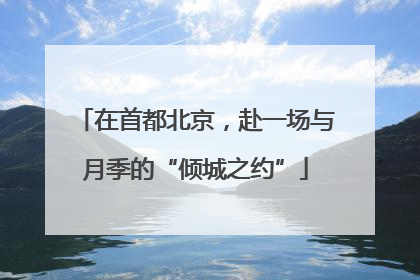 在首都北京，赴一场与月季的“倾城之约”