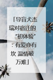 导盲犬杰瑞对宿迁的“初体验”：有爱亦有坎 温情破万难