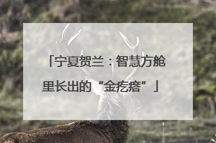宁夏贺兰：智慧方舱里长出的“金疙瘩”