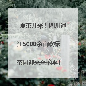 夏茶开采！四川通江5000余亩欧标茶园迎来采摘季