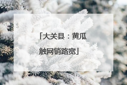大关县：黄瓜触网销路宽