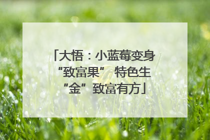 大悟：小蓝莓变身“致富果” 特色生“金”致富有方