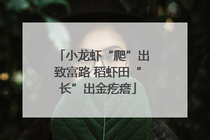 小龙虾“爬”出致富路 稻虾田“长”出金疙瘩