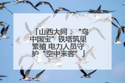 山西大同：“鸟中国宝”铁塔筑巢繁殖 电力人员守护“空中来客”