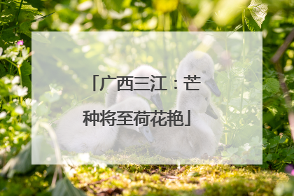 广西三江：芒种将至荷花艳