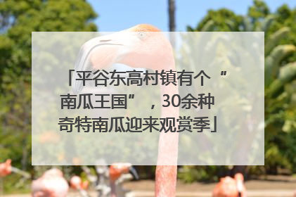 平谷东高村镇有个“南瓜王国”，30余种奇特南瓜迎来观赏季