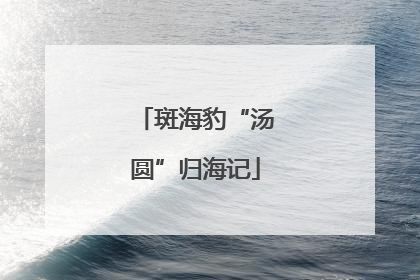 斑海豹“汤圆”归海记