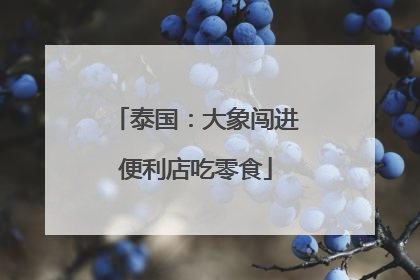 泰国：大象闯进便利店吃零食