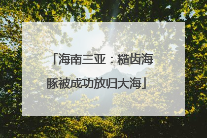 海南三亚：糙齿海豚被成功放归大海