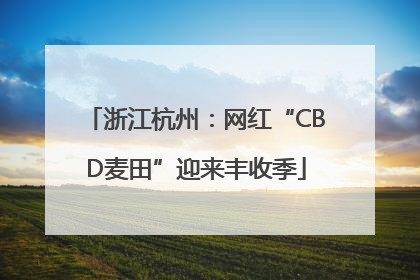 浙江杭州：网红“CBD麦田”迎来丰收季