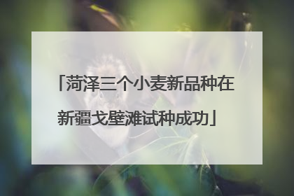 菏泽三个小麦新品种在新疆戈壁滩试种成功