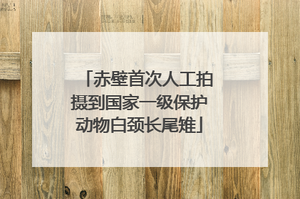 赤壁首次人工拍摄到国家一级保护动物白颈长尾雉