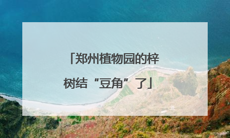 郑州植物园的梓树结“豆角”了