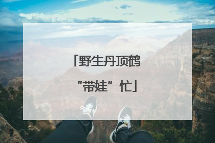 野生丹顶鹤“带娃”忙