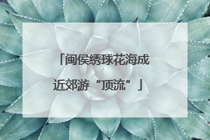 闽侯绣球花海成近郊游“顶流”