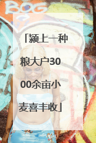 颍上一种粮大户3000余亩小麦喜丰收