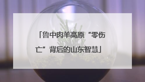 鲁中肉羊高原“零伤亡”背后的山东智慧