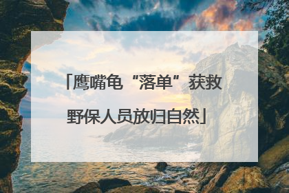 鹰嘴龟“落单”获救 野保人员放归自然