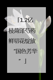 1.2亿枝菏泽芍药鲜切花绽放“国色芳华”