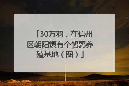 30万羽，在信州区朝阳镇有个鹌鹑养殖基地（图）